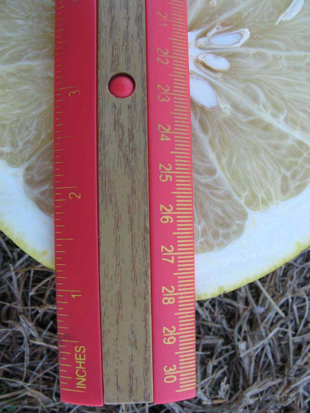              Fruit cross-section (Winter Haven, FL)       